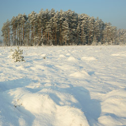 Obary Nature Reserve in Solska Primeval Forest