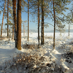 Obary Nature Reserve in Solska Primeval Forest