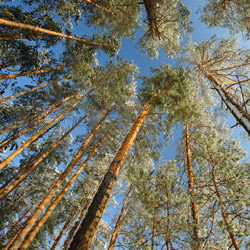 Obary Nature Reserve in Solska Primeval Forest