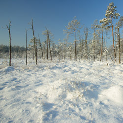 Obary Nature Reserve in Solska Primeval Forest