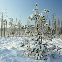 Obary Nature Reserve in Solska Primeval Forest