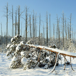 Obary Nature Reserve in Solska Primeval Forest