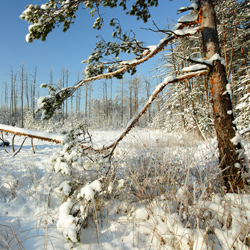 Obary Nature Reserve in Solska Primeval Forest