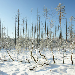 Obary Nature Reserve in Solska Primeval Forest