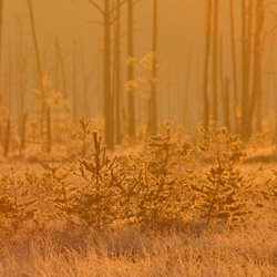 Obary Nature Reserve in Solska Primeval Forest