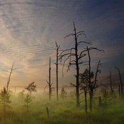 Obary Nature Reserve in Solska Primeval Forest