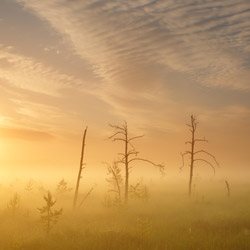 Obary Nature Reserve in Solska Primeval Forest