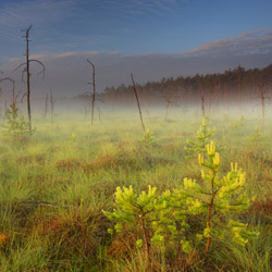 Obary Nature Reserve in Solska Primeval Forest