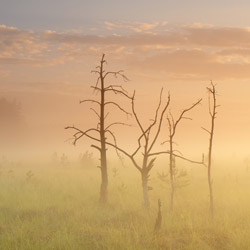 Obary Nature Reserve in Solska Primeval Forest