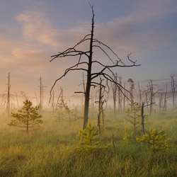 Obary Nature Reserve in Solska Primeval Forest