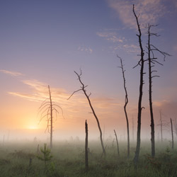 Obary Nature Reserve in Solska Primeval Forest