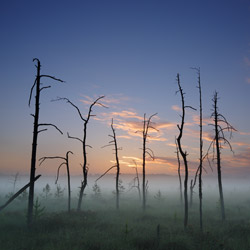 Obary Nature Reserve in Solska Primeval Forest