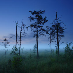 Obary Nature Reserve in Solska Primeval Forest