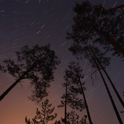 Obary Nature Reserve in Solska Primeval Forest