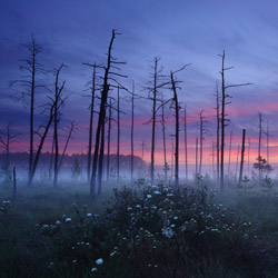 Obary Nature Reserve in Solska Primeval Forest