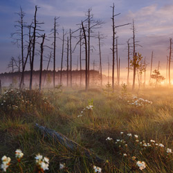 Obary Nature Reserve in Solska Primeval Forest