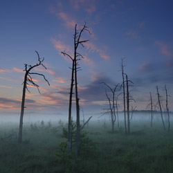 Obary Nature Reserve in Solska Primeval Forest