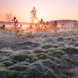 Obary Nature Reserve in Solska Primeval Forest