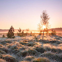 Obary Nature Reserve in Solska Primeval Forest