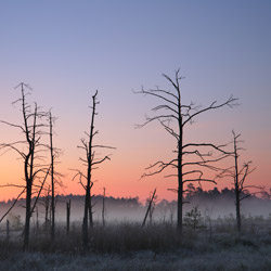 Obary Nature Reserve in Solska Primeval Forest