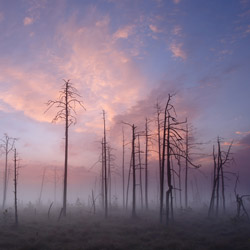 Obary Nature Reserve in Solska Primeval Forest