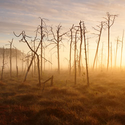 Obary Nature Reserve in Solska Primeval Forest