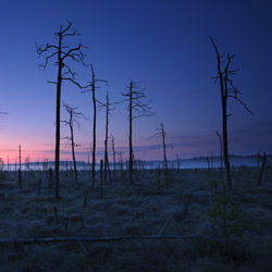 Obary Nature Reserve in Solska Primeval Forest