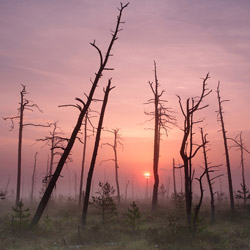 Obary Nature Reserve in Solska Primeval Forest