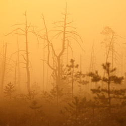 Obary Nature Reserve in Solska Primeval Forest