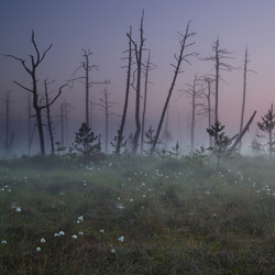 Obary Nature Reserve in Solska Primeval Forest