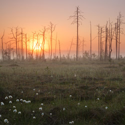 Obary Nature Reserve in Solska Primeval Forest