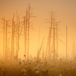 Obary Nature Reserve in Solska Primeval Forest