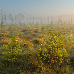 Obary Nature Reserve in Solska Primeval Forest