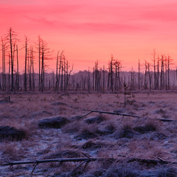 Obary Nature Reserve in Solska Primeval Forest