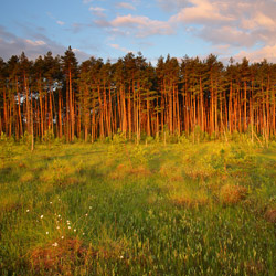 Obary Nature Reserve in Solska Primeval Forest