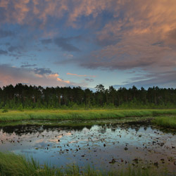 Obary Nature Reserve in Solska Primeval Forest