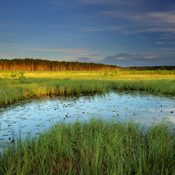 Obary Nature Reserve in Solska Primeval Forest