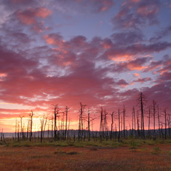 Obary Nature Reserve in Solska Primeval Forest