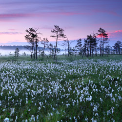 Obary Nature Reserve in Solska Primeval Forest