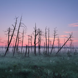 Obary Nature Reserve in Solska Primeval Forest