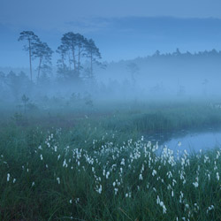 Obary Nature Reserve in Solska Primeval Forest