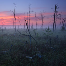 Obary Nature Reserve in Solska Primeval Forest