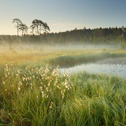 Obary Nature Reserve in Solska Primeval Forest