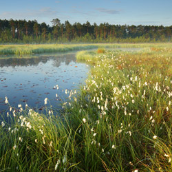 Obary Nature Reserve in Solska Primeval Forest