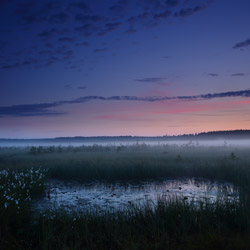 Obary Nature Reserve in Solska Primeval Forest