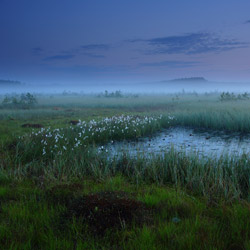 Obary Nature Reserve in Solska Primeval Forest