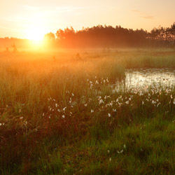 Obary Nature Reserve in Solska Primeval Forest