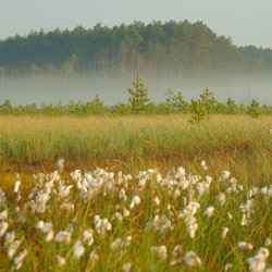 Obary Nature Reserve in Solska Primeval Forest