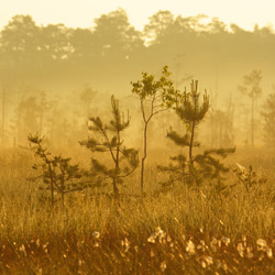 Obary Nature Reserve in Solska Primeval Forest