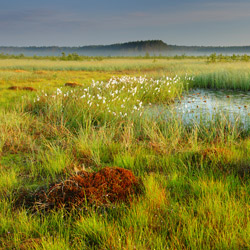 Obary Nature Reserve in Solska Primeval Forest